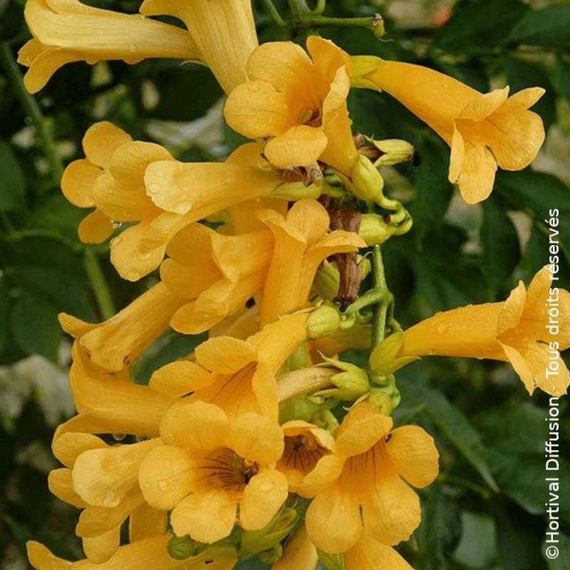 Bignone Golden Trumpet® 'Mincamja3' à fleurs Jaune - feuillage Caduc - Pot de 1L - 10/60 cm-  hauteur à maturité De 5,00 m à 10,00 m - Image 2