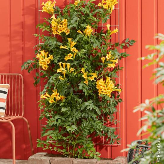 Bignone Golden Trumpet® 'Mincamja3' à fleurs Jaune - feuillage Caduc - Pot de 1L - 10/60 cm- hauteur à maturité De 5,00 m à 10,00 m - Image 4