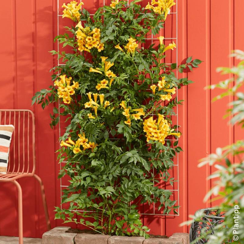 Bignone Golden Trumpet® 'Mincamja3' à fleurs Jaune - feuillage Caduc - Pot de 1L - 10/60 cm-  hauteur à maturité De 5,00 m à 10,00 m - Image 4