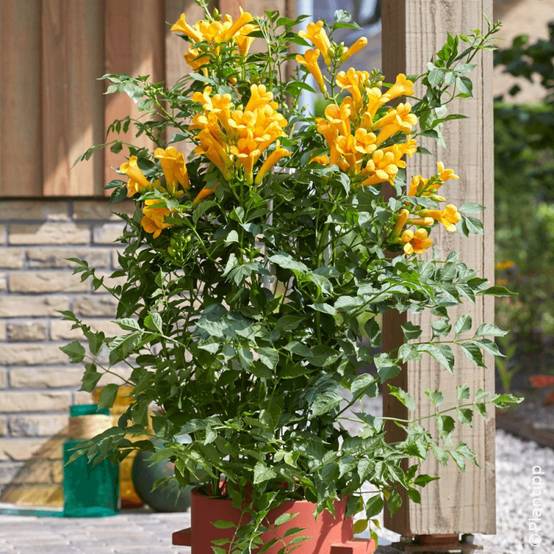Bignone Golden Trumpet® 'Mincamja3' à fleurs Jaune - feuillage Caduc - Pot de 1L - 10/60 cm- hauteur à maturité De 5,00 m à 10,00 m - Image 3