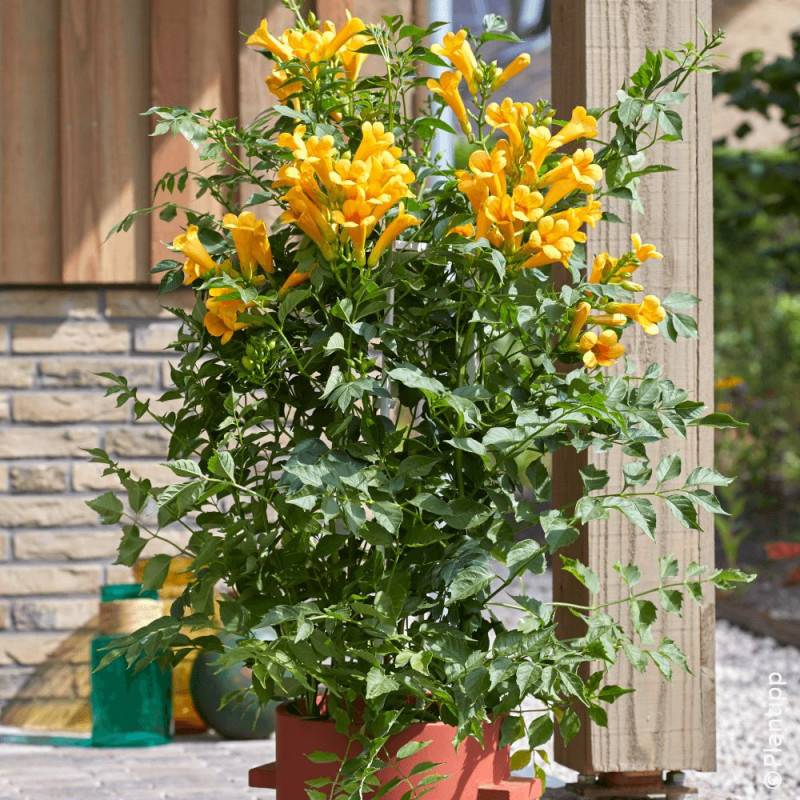 Bignone Golden Trumpet® 'Mincamja3' à fleurs Jaune - feuillage Caduc - Pot de 1L - 10/60 cm-  hauteur à maturité De 5,00 m à 10,00 m - Image 3