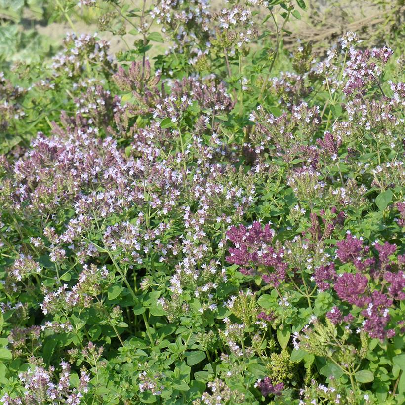Promesse de Fleurs - Graines d'Origan commun - Origanum vulgare le sachet de 3600 graines environ (0,5g)