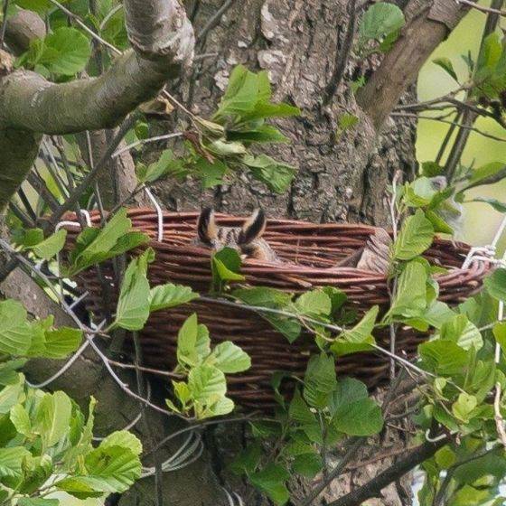 Esschert Design - Esschert Design - Nichoir Hibou Moyen-duc - Imagen 3