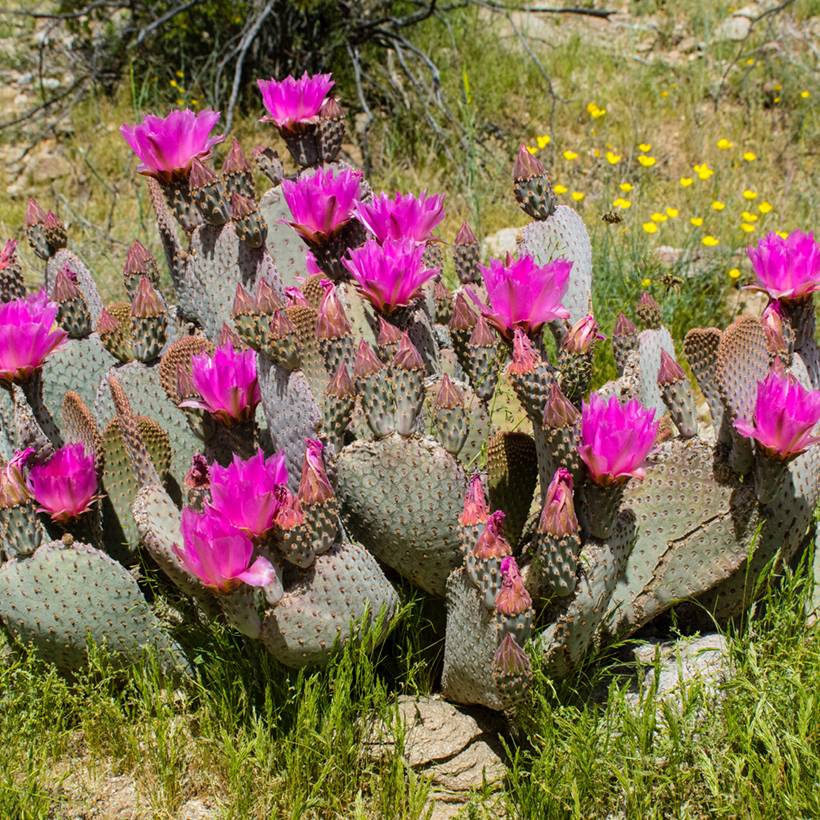 Opuntia basilaris - Cactus raquette Pot de 4L/5L, 40/50 diamtre