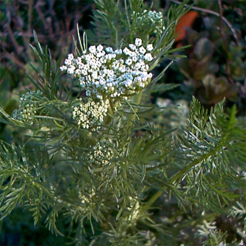 Promesse de Fleurs - Cumin des prés ou Carvi BIO Godet de 8/9 cm