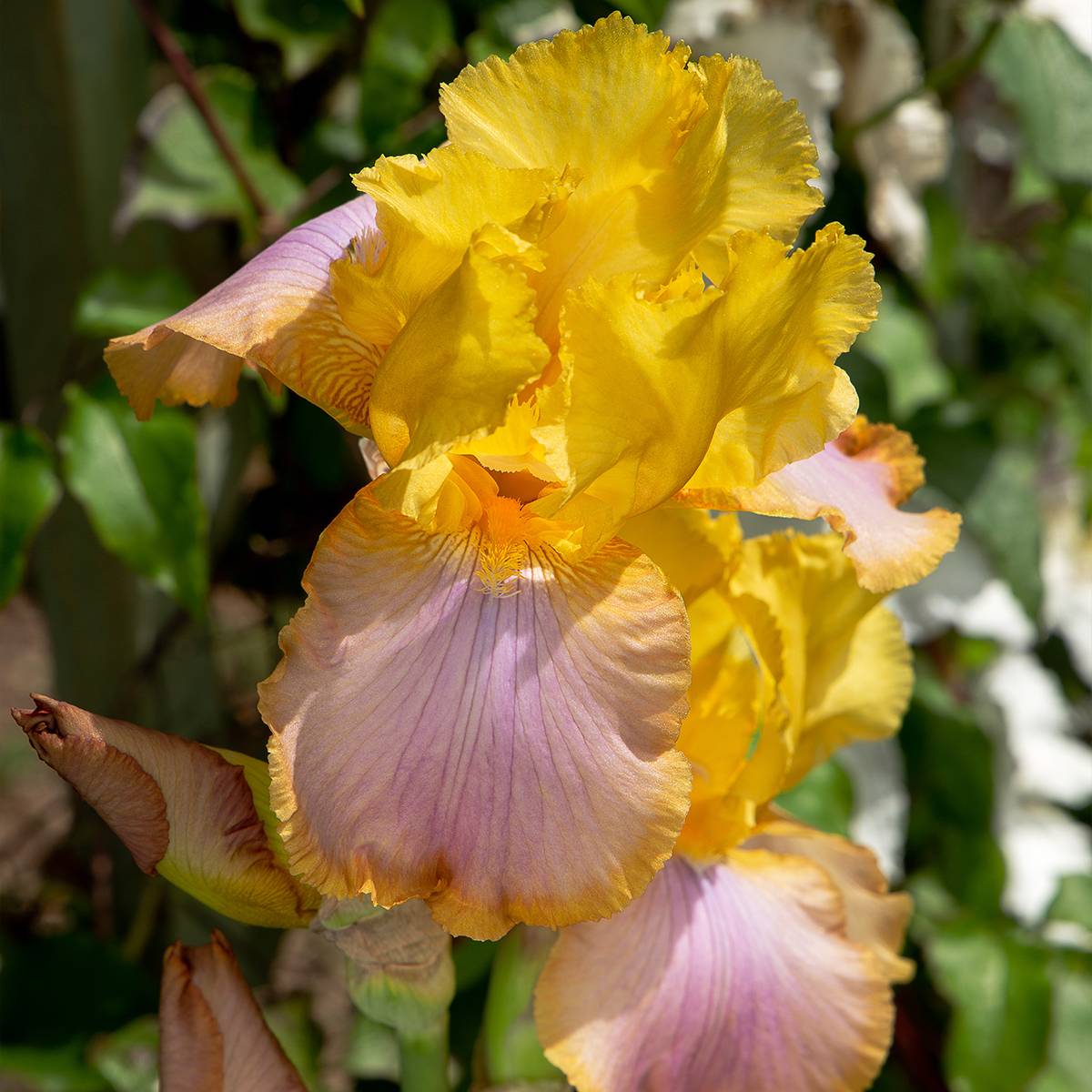 Iris germanica Sunset Sky - Iris des Jardins Pot de 1,5L/2L
