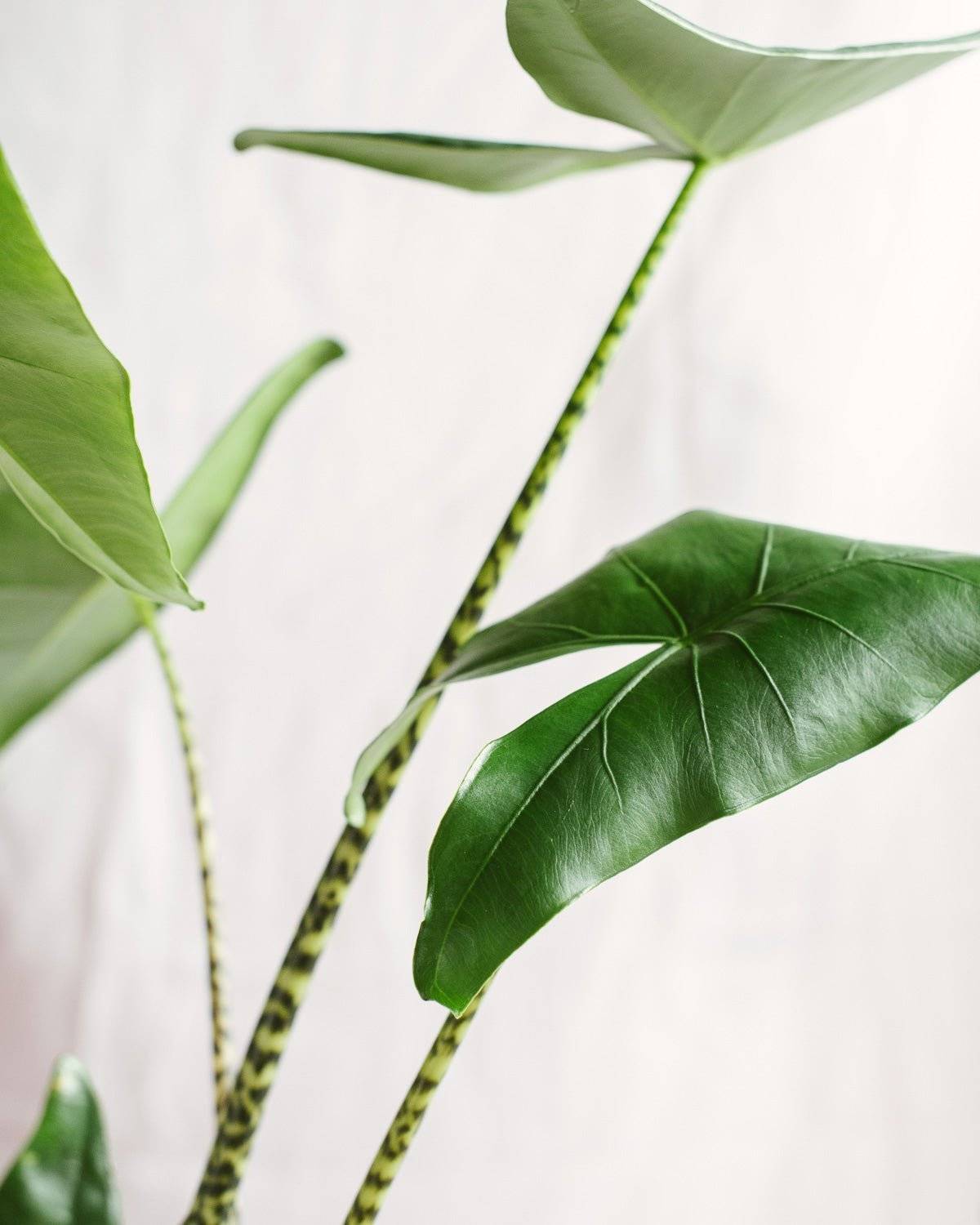 La Green Touch - Alocasia zebrina 75cm - Plante d'intérieur- La Green Touch - Image 3