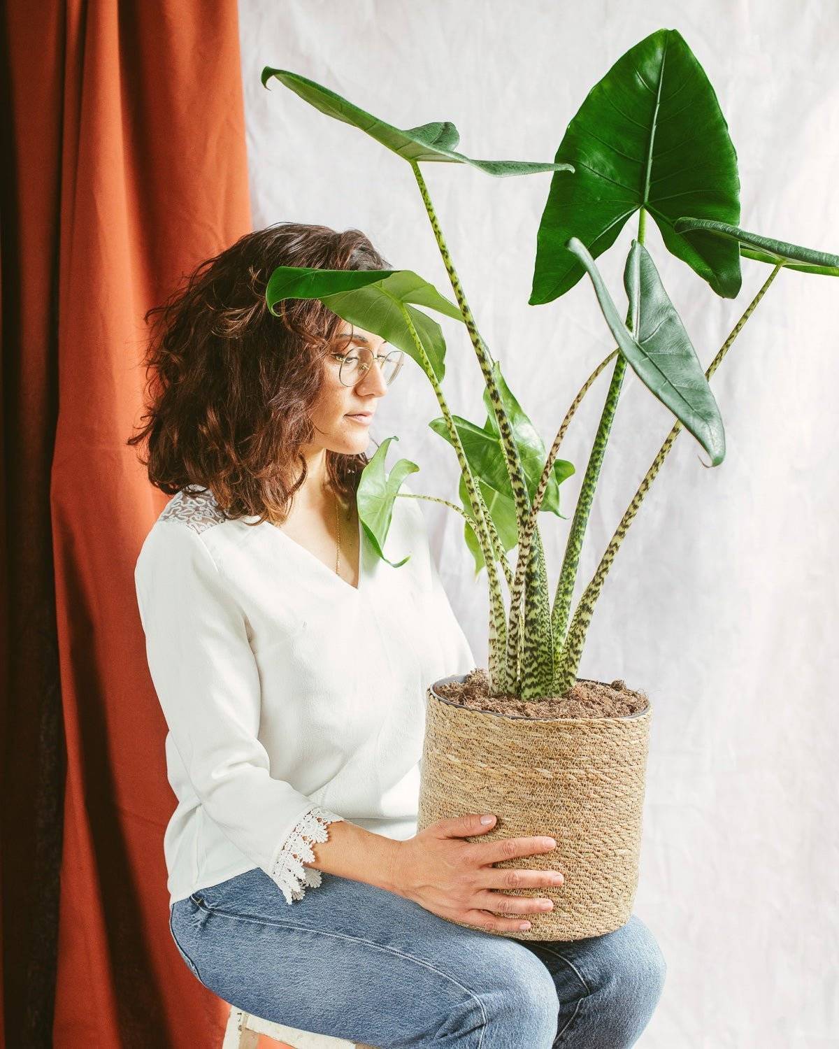 La Green Touch - Alocasia zebrina 75cm - Plante d'intérieur- La Green Touch - Image 1