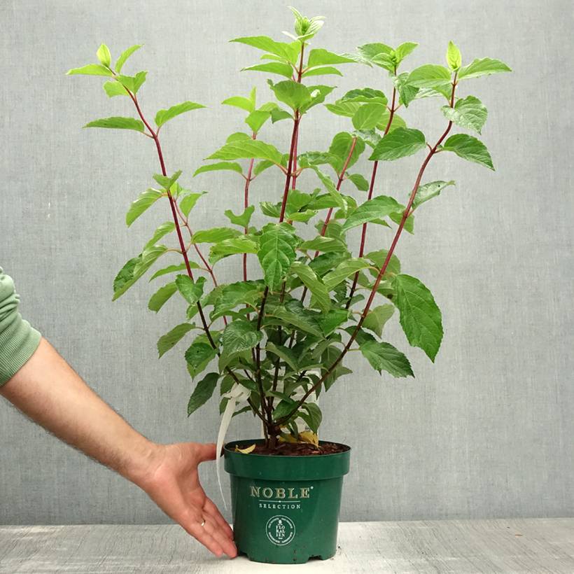 Promesse de Fleurs - Hydrangea paniculata Fraise Melba - Hortensia paniculé Pot de 3L/4L - Image 2