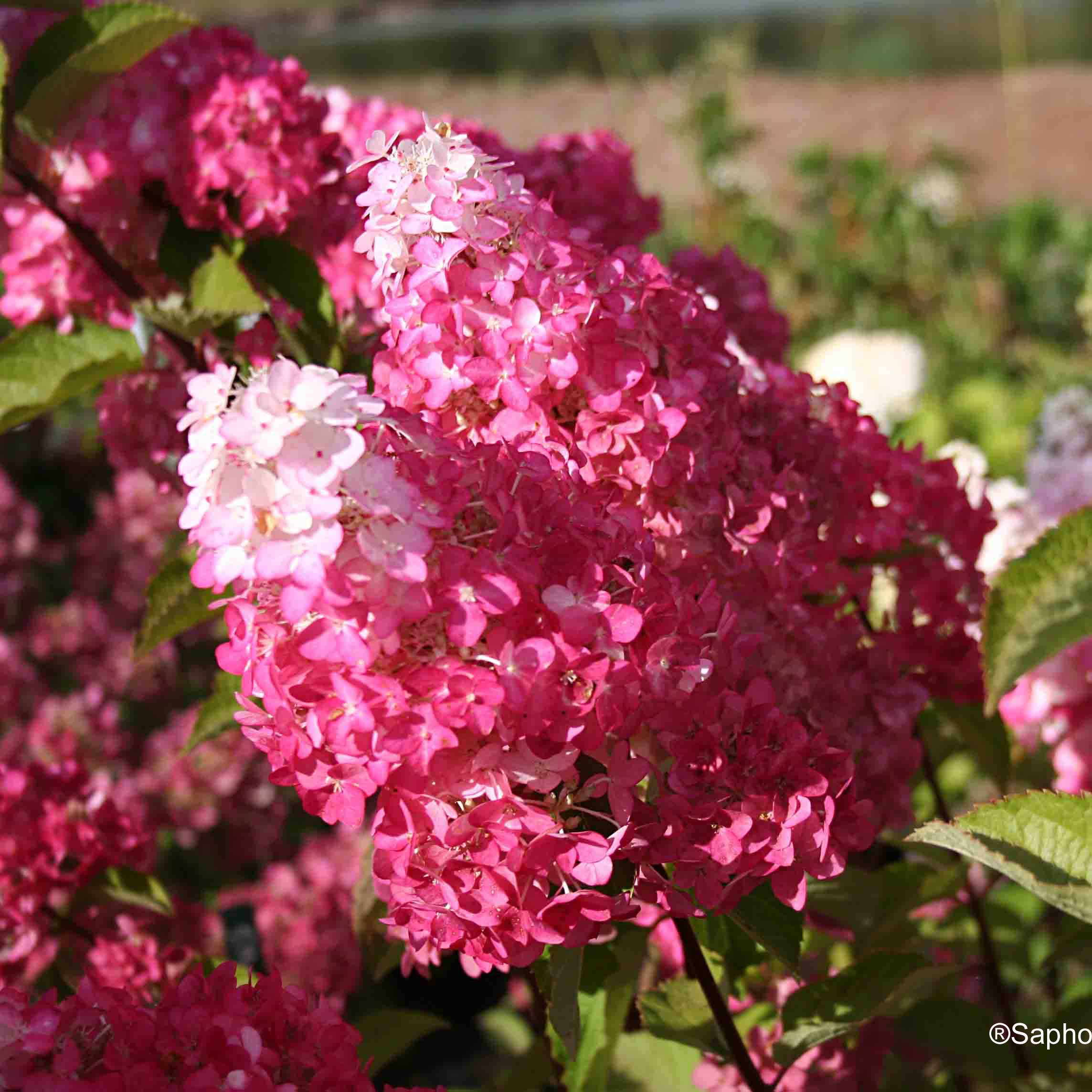 Promesse de Fleurs - Hydrangea paniculata Fraise Melba - Hortensia paniculé Pot de 3L/4L - Image 1