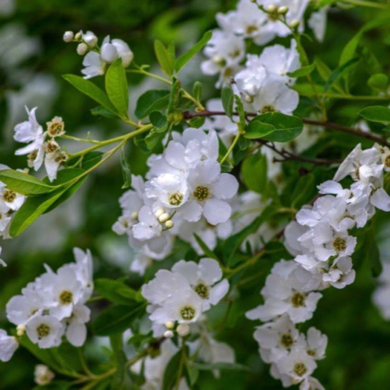 Exochorde en grappes (Exochorda racemosa) - Godet 9cm - Pépinières Naudet