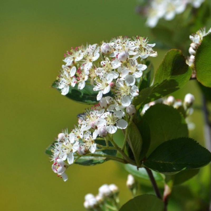 Aronie à feuilles d'arbousier 'Brilliant' (Aronia arbutifolia 'Brillant') - Godet 9cm - Pépinières Naudet