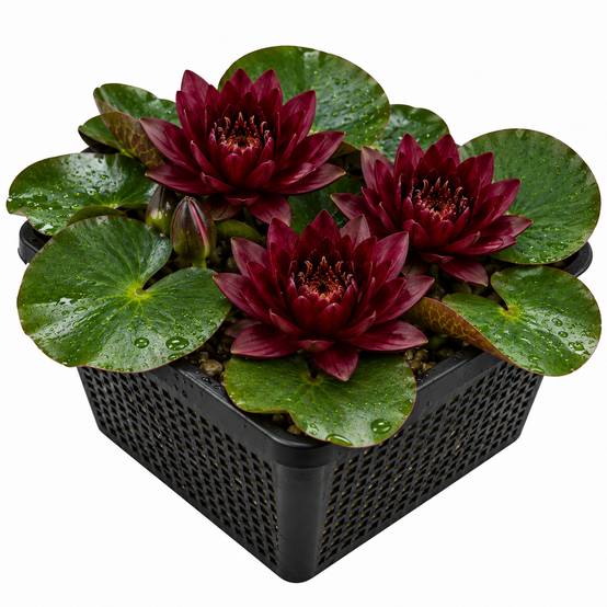 Nénuphar rouge foncé - Nymphaea - 1x nénuphar multiflore et panier - Image 1