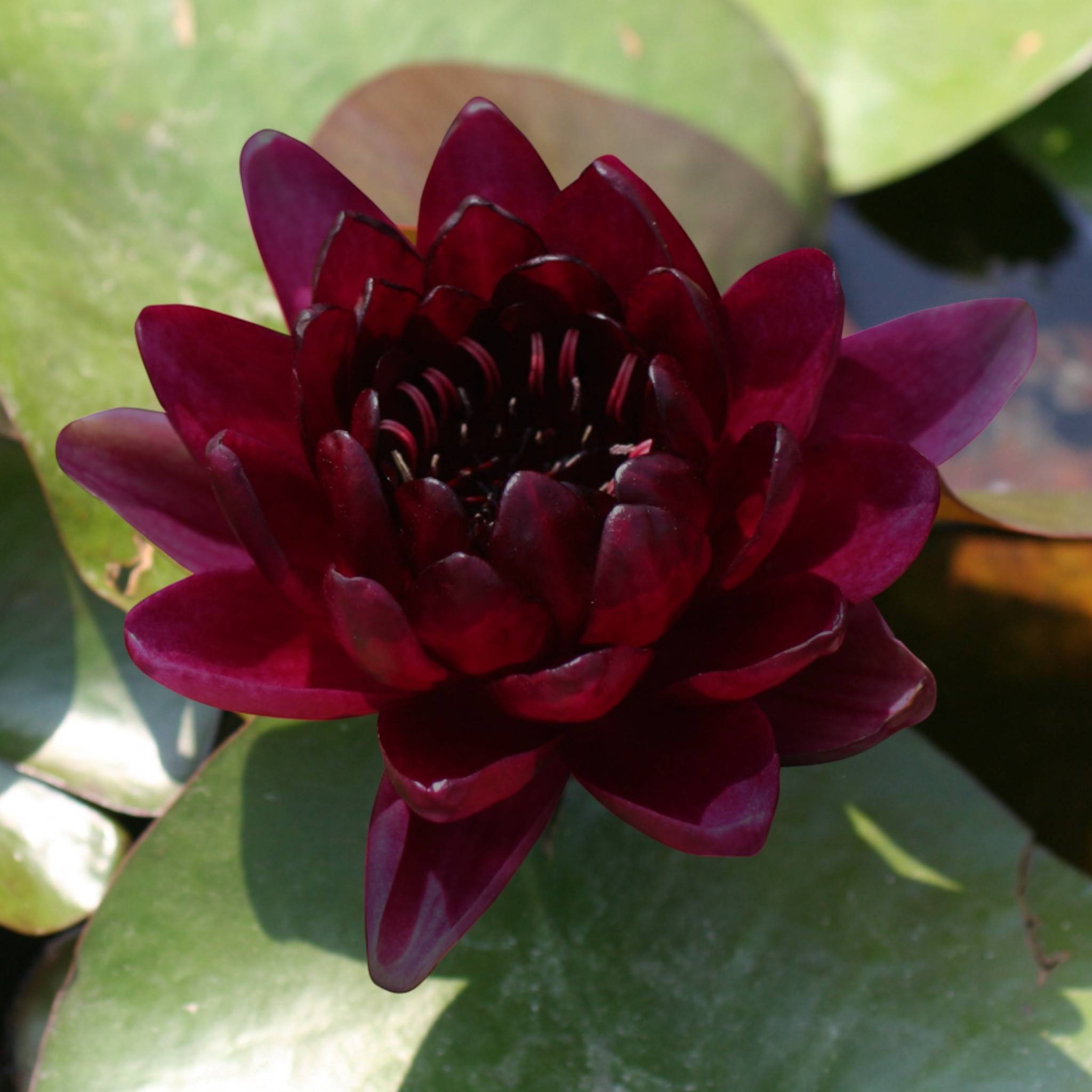 Nénuphar rouge foncé - Nymphaea - 1x nénuphar multiflore et panier - Image 3