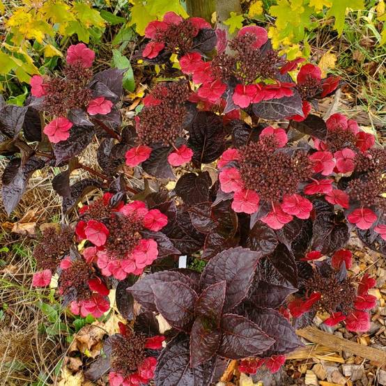 Promesse de Fleurs - Hortensia - Hydrangea serrata Choco Cherry Pot de 12 cm / 13 cm
