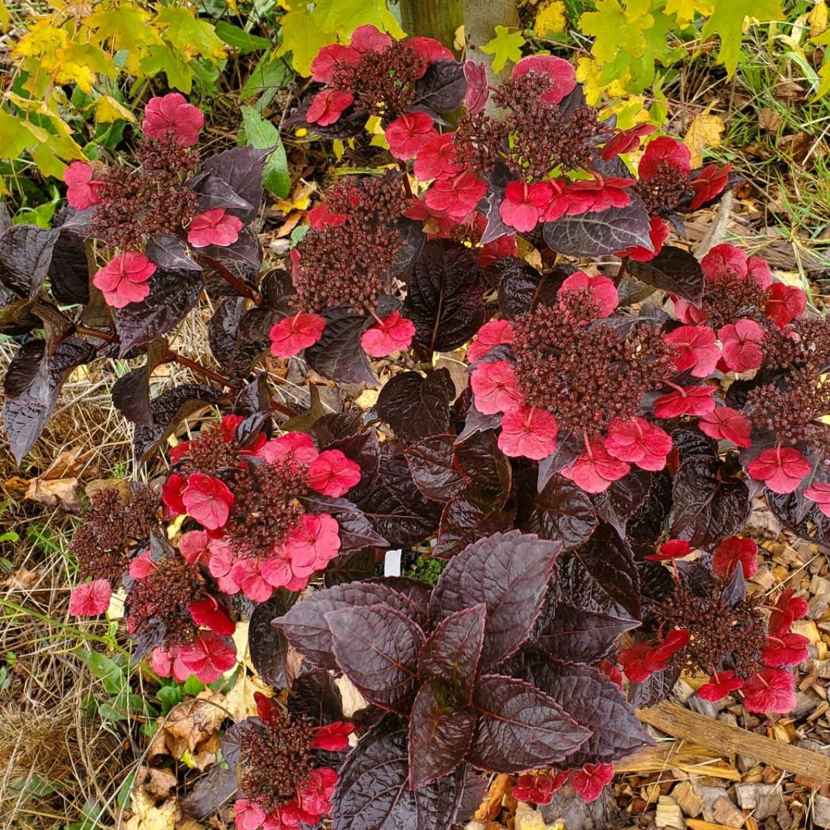 Promesse de Fleurs - Hortensia - Hydrangea serrata Choco Cherry Pot de 12 cm / 13 cm