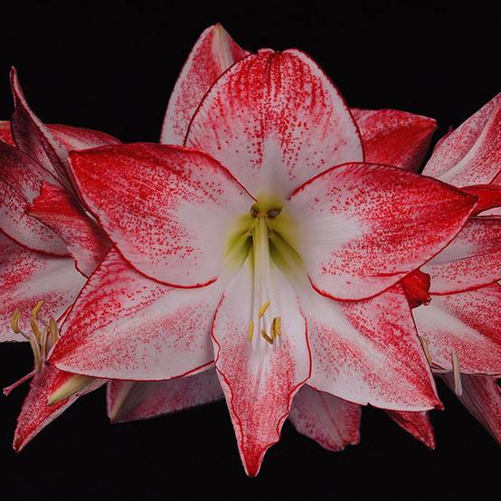Promesse de Fleurs - Amaryllis Spotlight* Bulbe calibre 30/32