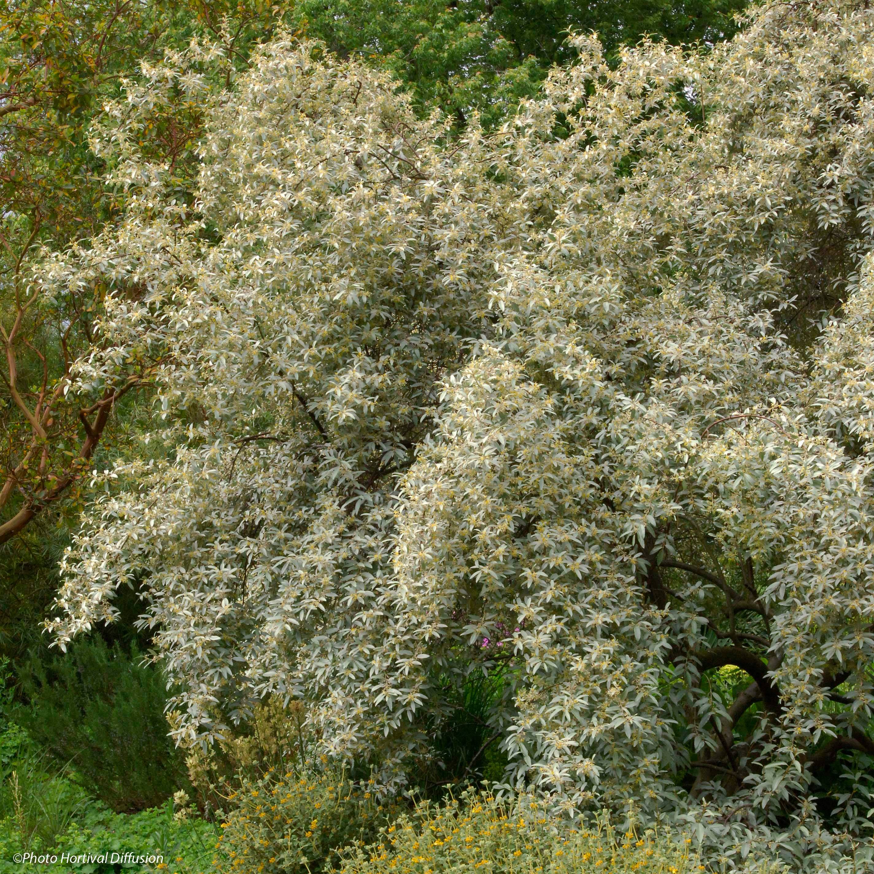 Promesse de Fleurs - Elaeagnus commutata Zempin - Chalef argenté Pot de 4L/5L