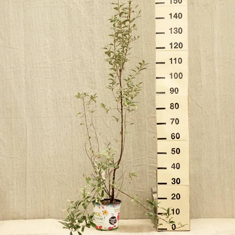 Elaeagnus commutata Zempin - Chalef argenté Pot de 4L/5L - Image 2