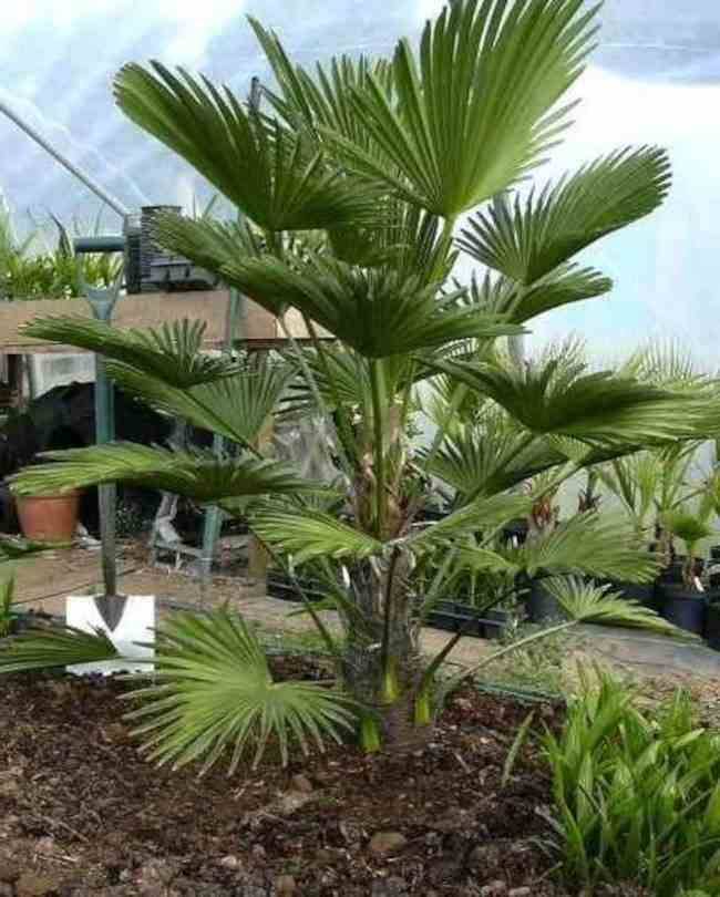 Sans Marque - Trachycarpus wagnerianus SPECIMEN GRANDE TAILLE (Palmier de chusan) Couleur floraison:jaune - Taille:Tronc de 40/50cm- Total 120/140cm - Imagen 2