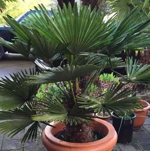 Sans Marque - Trachycarpus wagnerianus SPECIMEN GRANDE TAILLE (Palmier de chusan) Couleur floraison:jaune - Taille:Tronc de 40/50cm- Total 120/140cm - Imagen 1