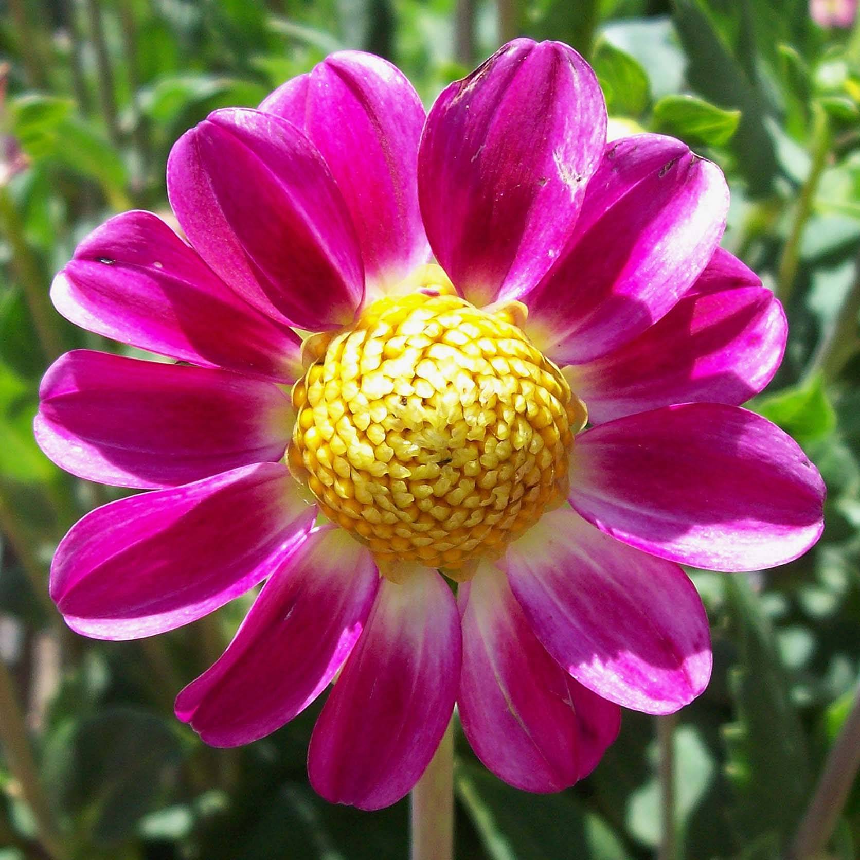 Dahlia nain Topmix Sweetheart Bulbe calibre I