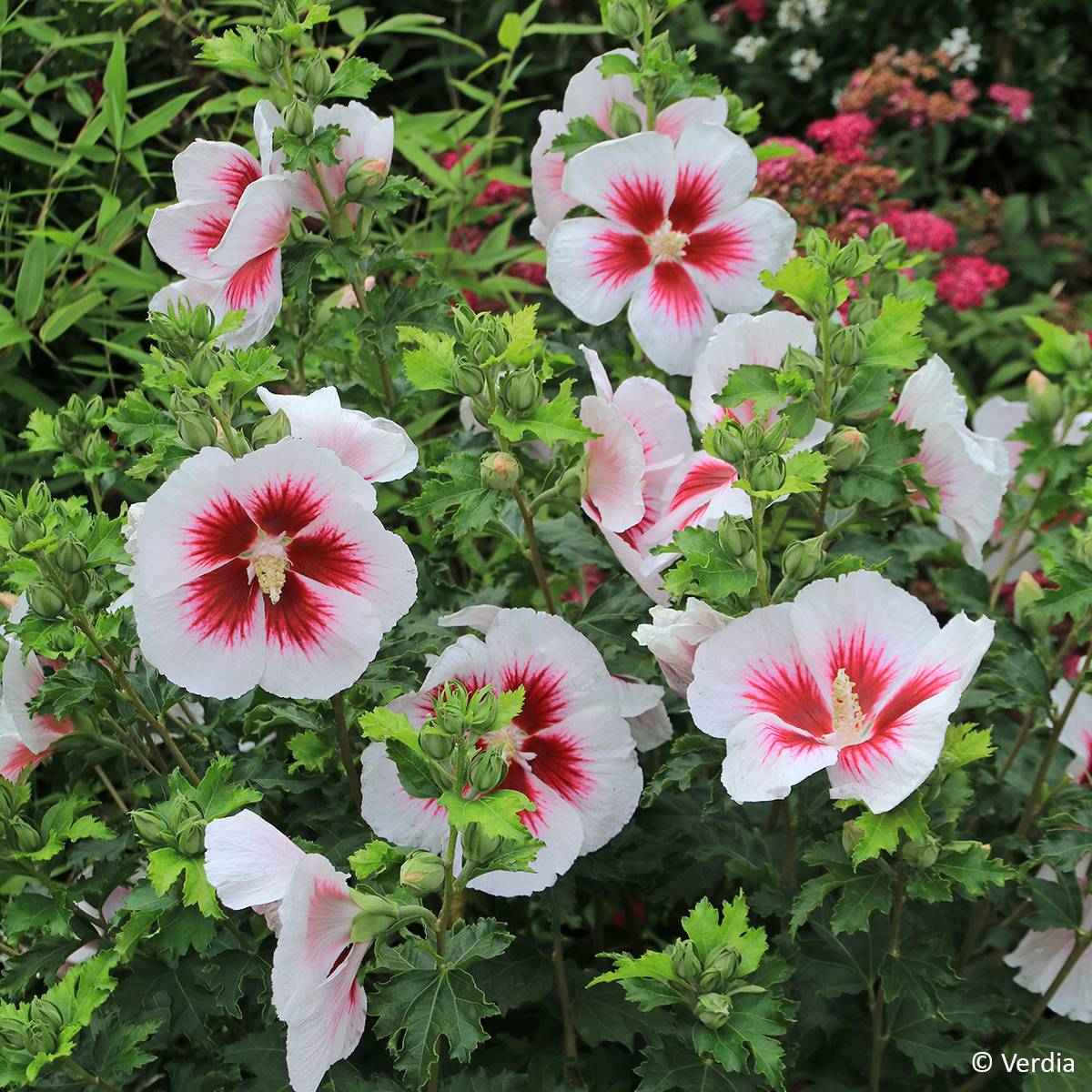 Hibiscus syriacus Hibisa Blanco - Althéa Pot de 3L/4L - Imagen 1