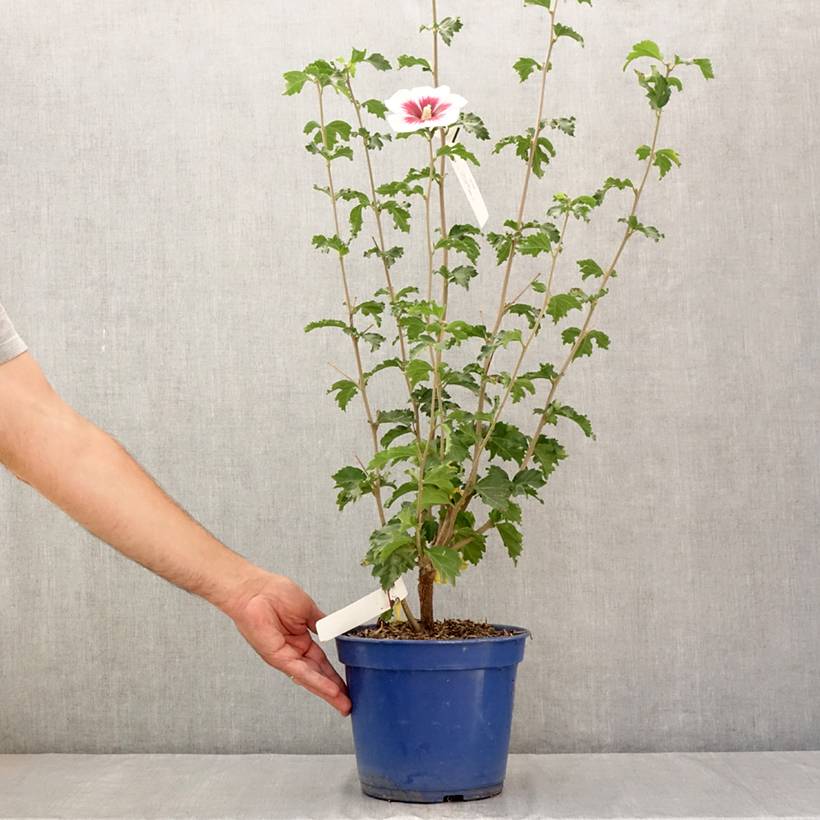 Hibiscus syriacus Hibisa Blanco - Althéa Pot de 3L/4L - Imagen 2