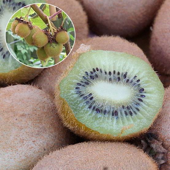 Kiwi Hayward (femelle) Bio Pot de 1,5L/2L