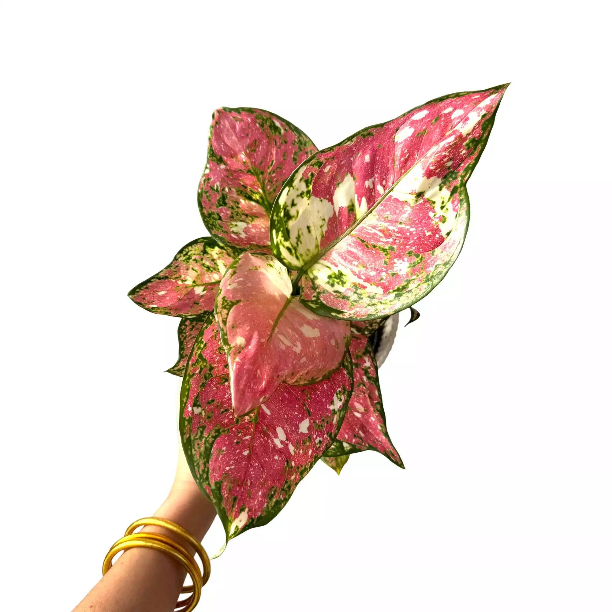 Aglaonema Jazzy Red - Pot de 12cm - Plantes d'intérieur