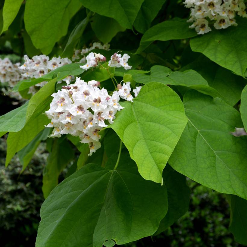 Promesse de Fleurs - Catalpa bignonioides - Catalpa commun Pot de 12 cm / 13 cm, Baliveau