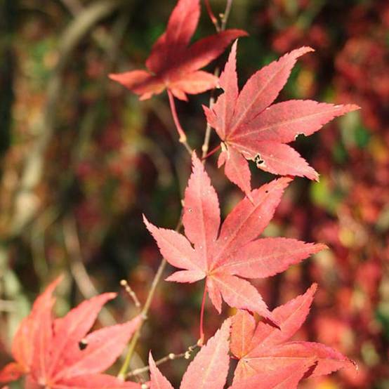 Érable du Japon Atropurpureum, Acer palmatum - Pot de 4L - 40/60 cm - Image 1
