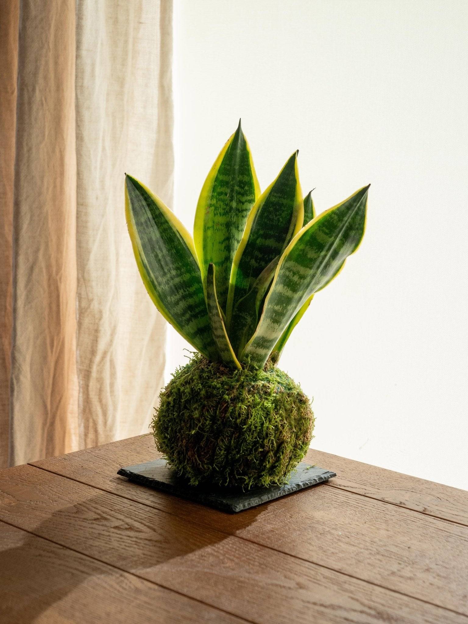 Kokedama - Sansevieria- La Green Touch
