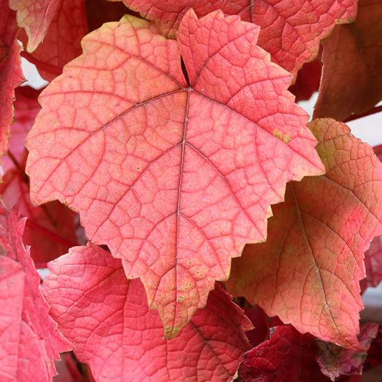 Promesse de Fleurs - Vigne Amurensis - Vigne du fleuve Amour Pot de 3L/4L