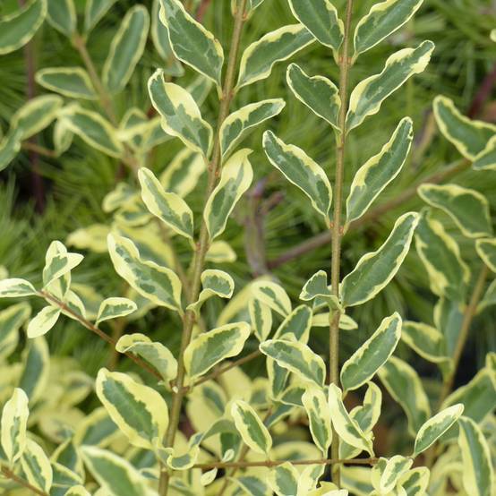Ligustrum ibota Musli - Troène Godet de 8/9 cm - Image 1