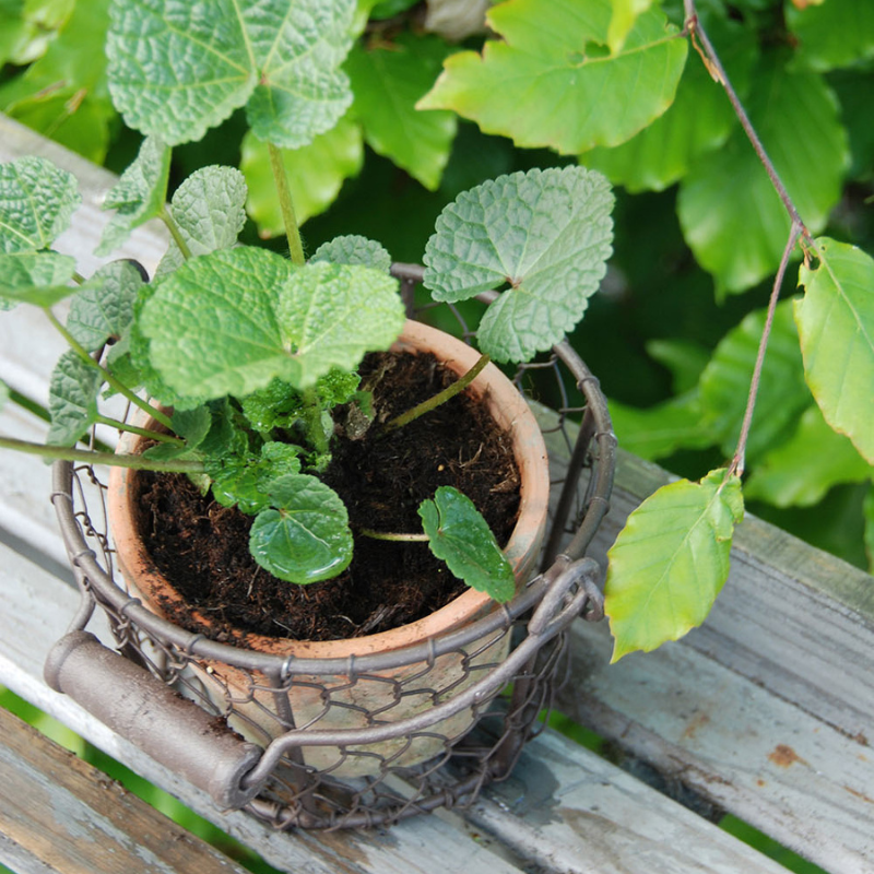 Esschert Design - Porte pot métal et pot en terre cuite - Esschert Design - Imagen 3