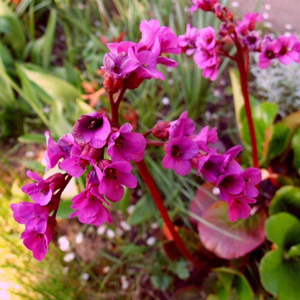 Bergenia Ouvertüre Godet de 8/9 cm