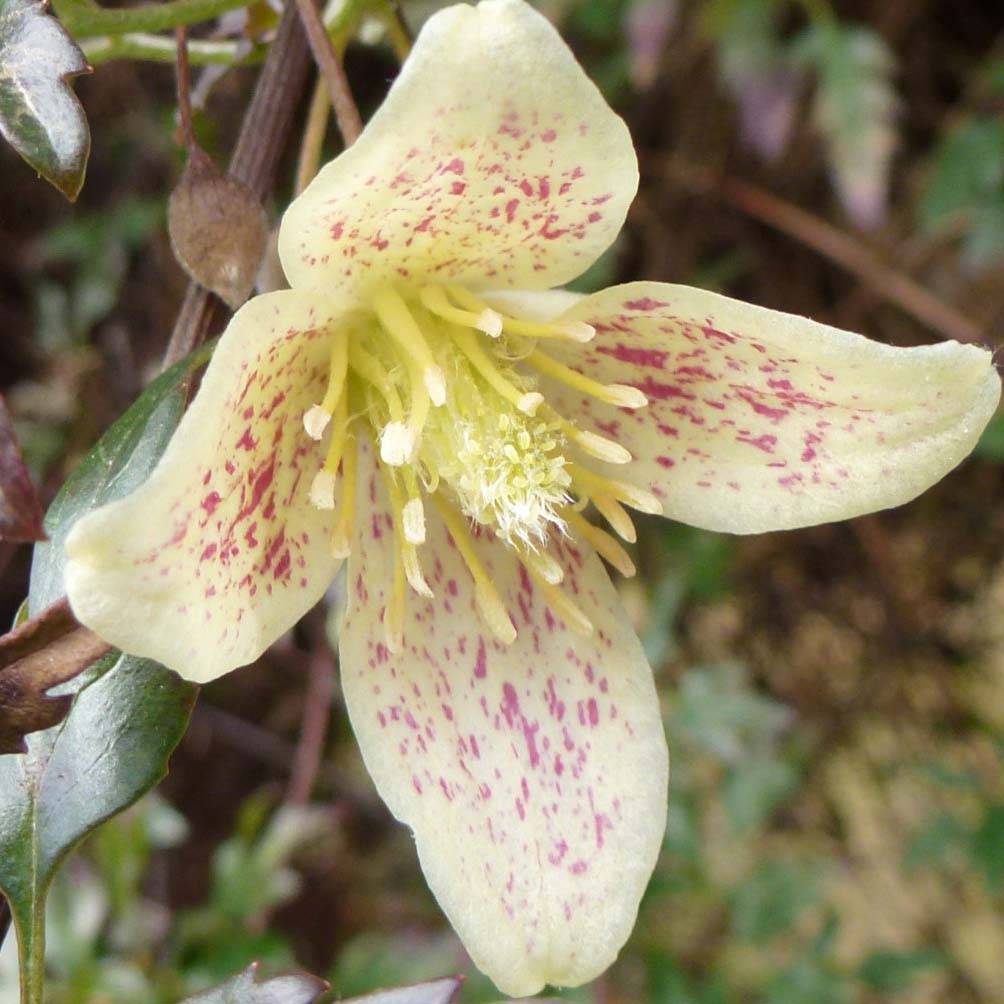 Promesse de Fleurs - Clématite - Clematis cirrhosa Balearica Pot de 2L/3L