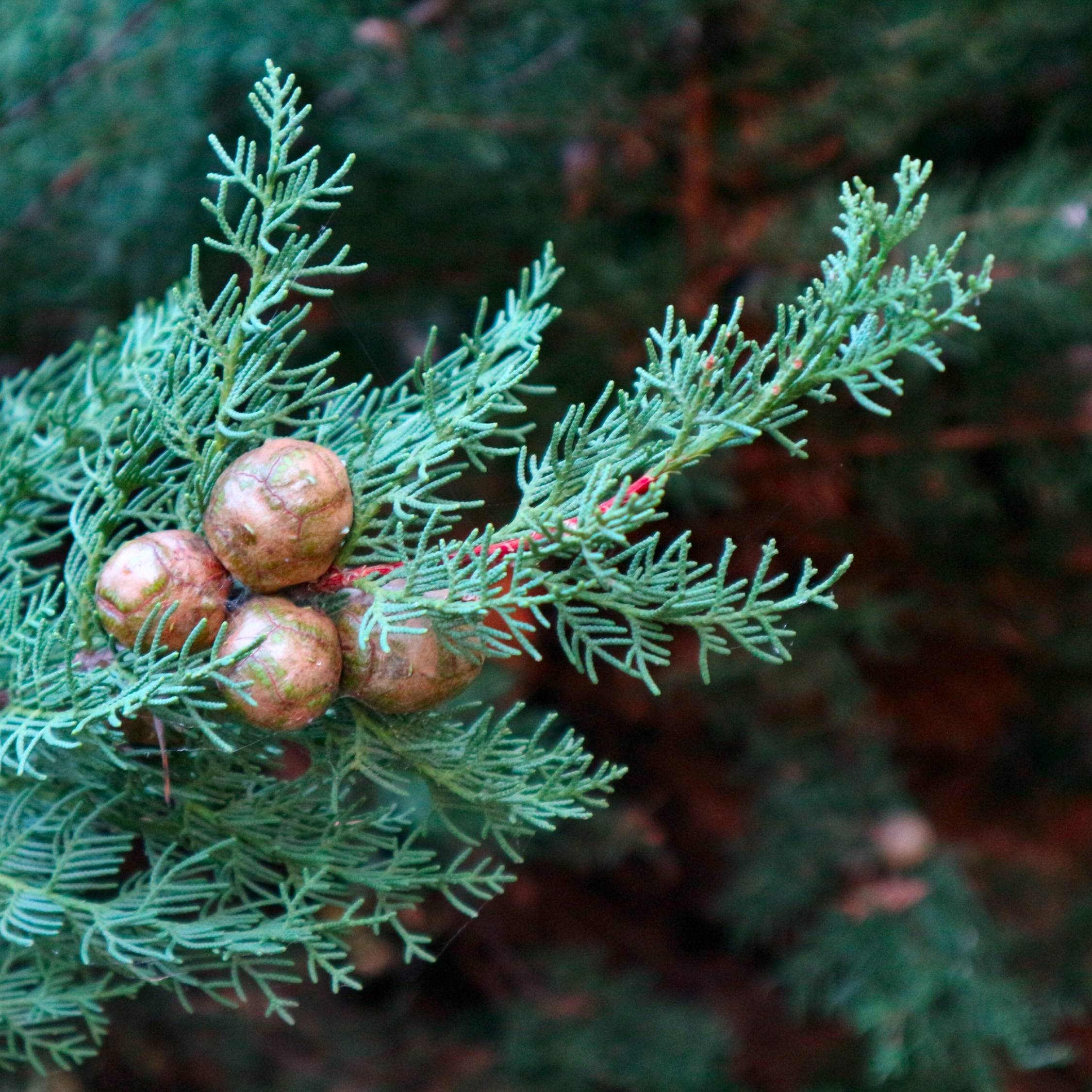 Cyprès de Provence - Cupressus sempervirens 'Totem' - Hauteur 60-80cm - ⌀19cm - Imagen 2
