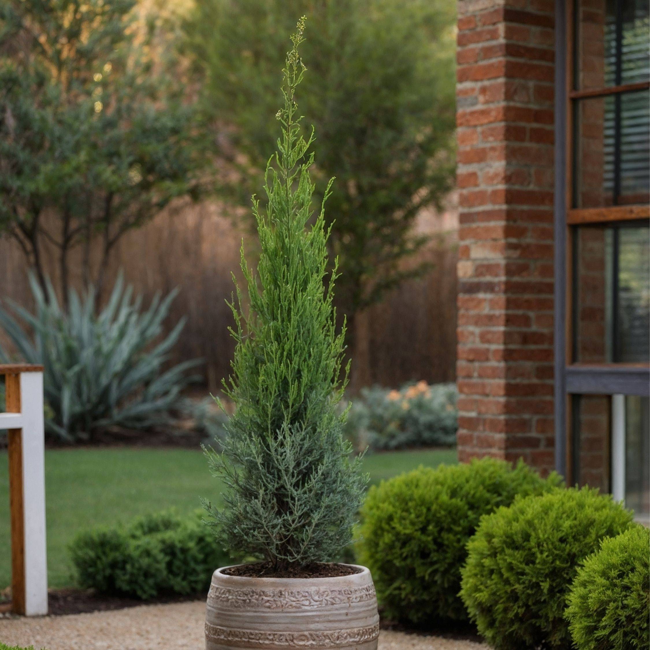 Cyprès de Provence - Cupressus sempervirens 'Totem' - Hauteur 60-80cm - ⌀19cm - Imagen 3