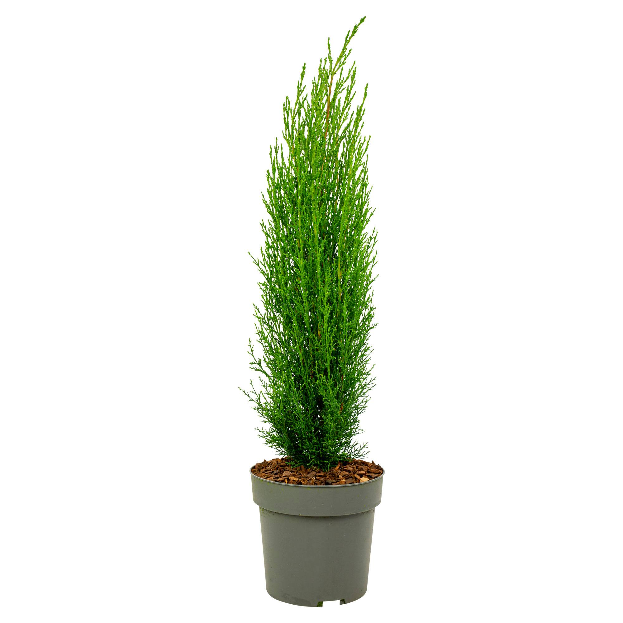 Cyprès de Provence - Cupressus sempervirens 'Totem' - Hauteur 60-80cm - ⌀19cm - Imagen 1
