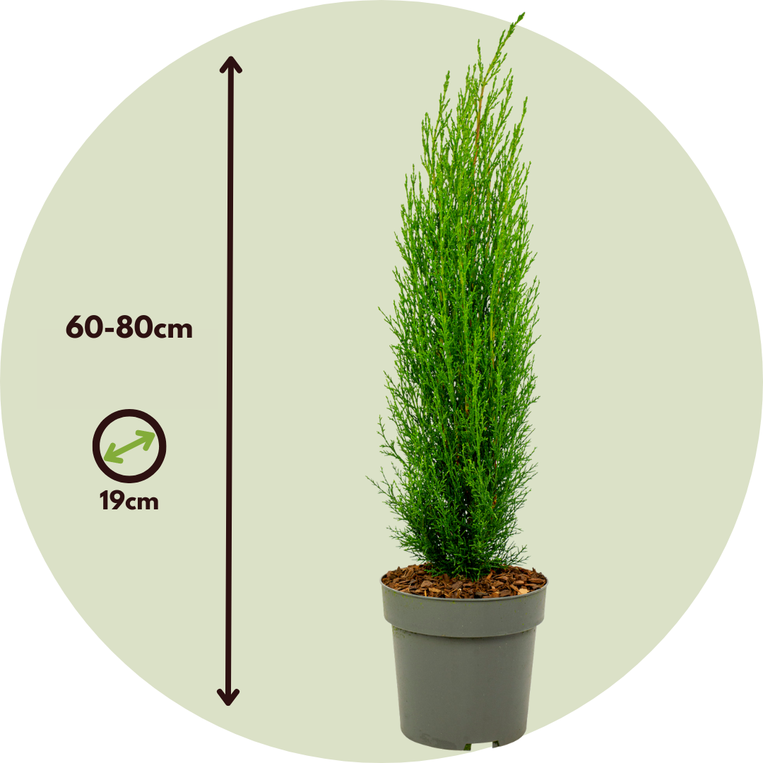 Cyprès de Provence - Cupressus sempervirens 'Totem' - Hauteur 60-80cm - ⌀19cm - Imagen 6