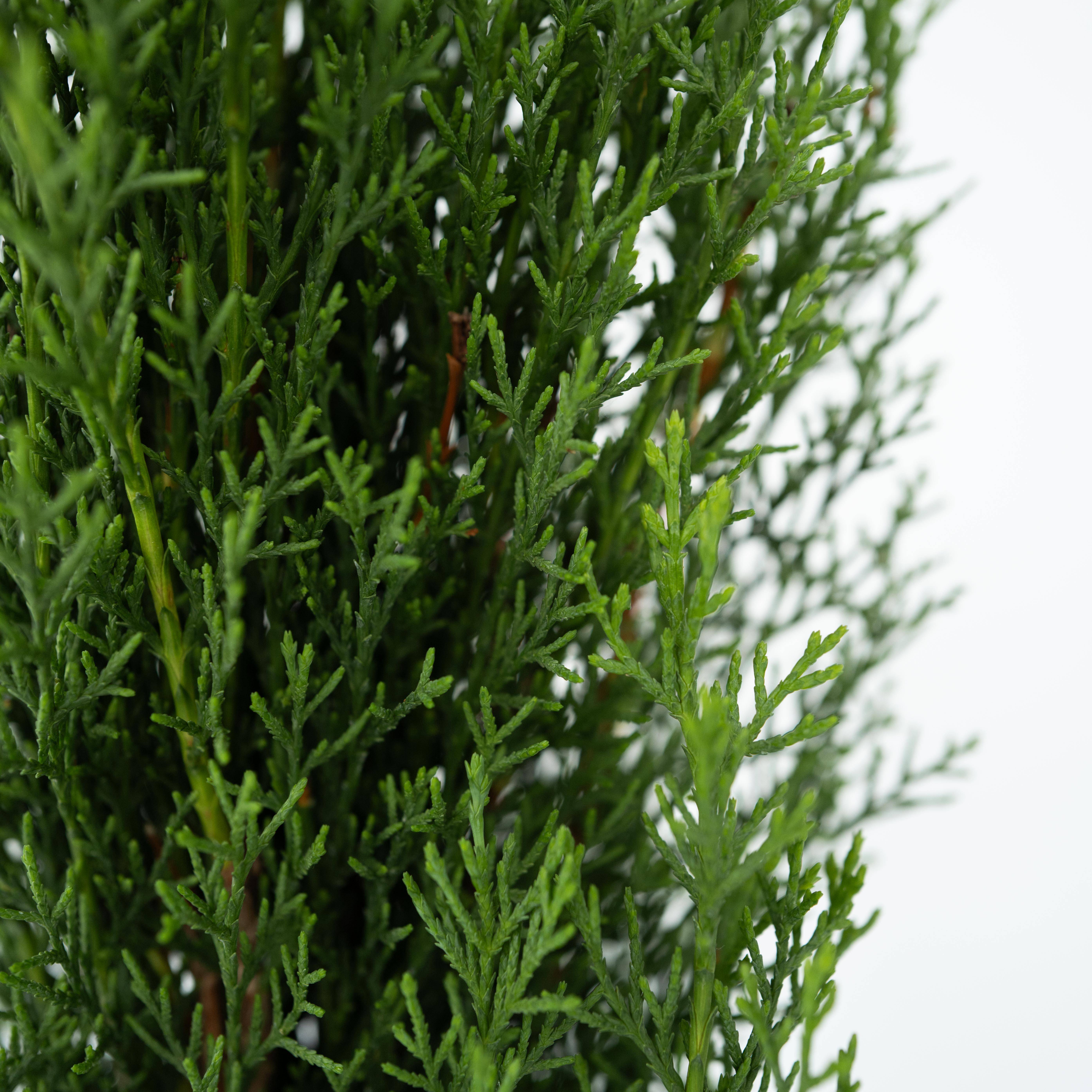 Cyprès de Provence - Cupressus sempervirens 'Totem' - Hauteur 60-80cm - ⌀19cm - Imagen 4