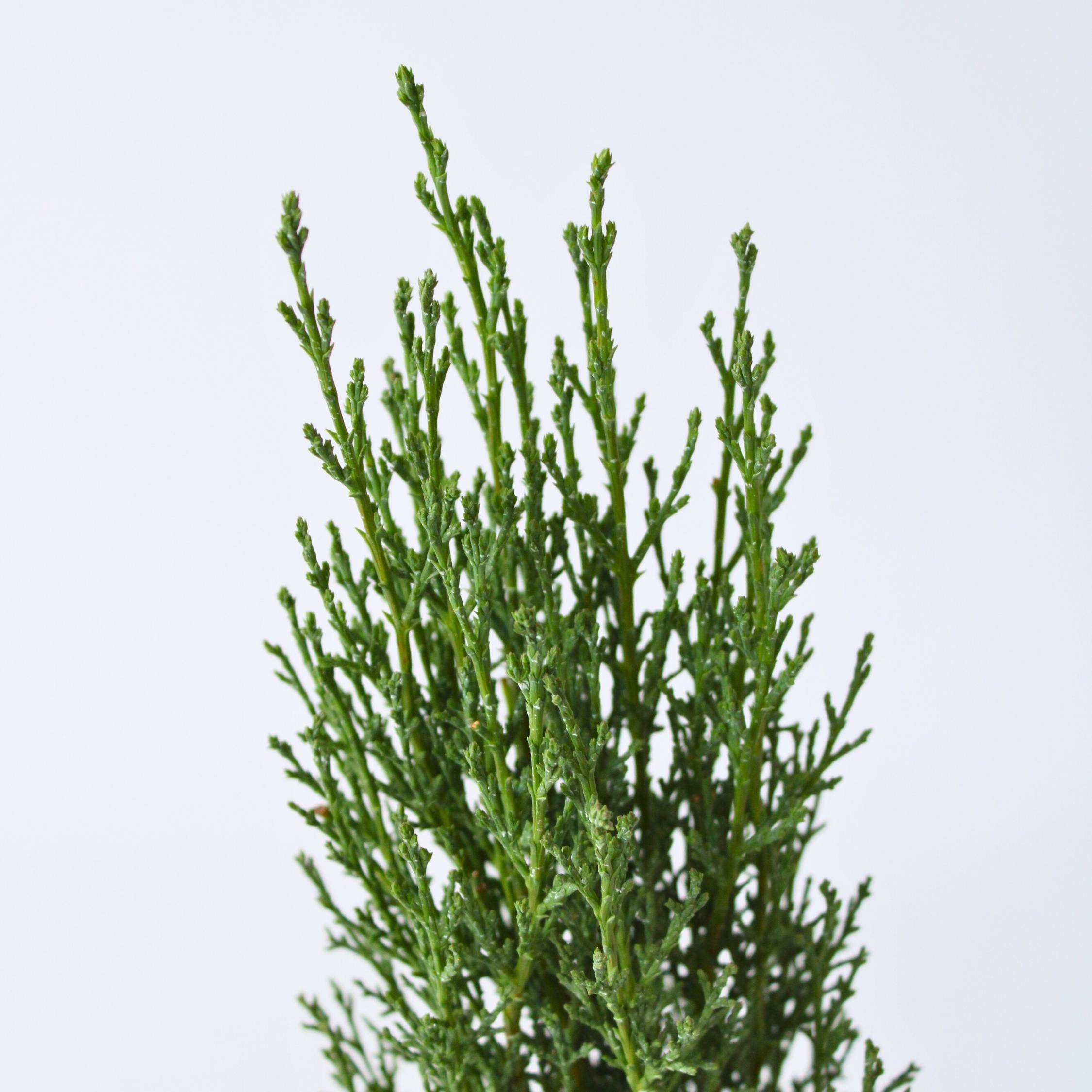 Cyprès de Provence - Cupressus sempervirens 'Totem' - Hauteur 60-80cm - ⌀19cm - Imagen 5