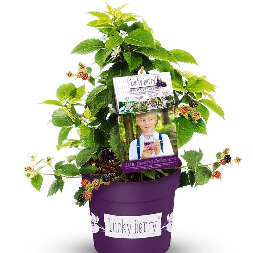 Promesse de Fleurs - Mûre naine Lucky Berry - Rubus fruticosus Pot de 4L/5L, Touffe