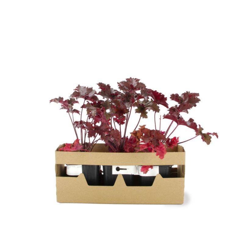 3 Heuchères 'Black Taffeta' (Heuchera) - Lot de 3 vivaces - Pépinières Naudet - Imagen 4