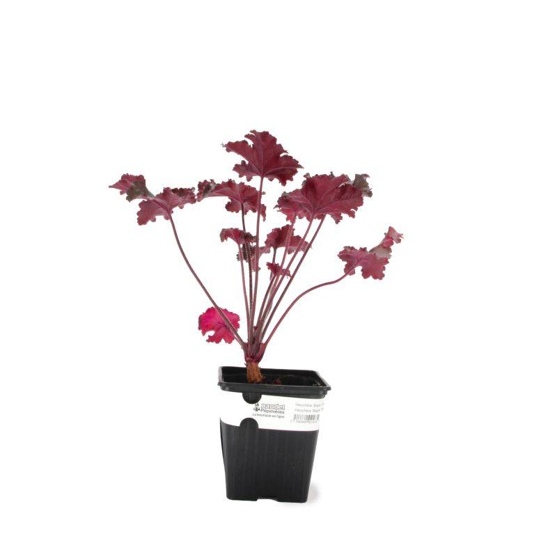 3 Heuchères 'Black Taffeta' (Heuchera) - Lot de 3 vivaces - Pépinières Naudet - Imagen 2