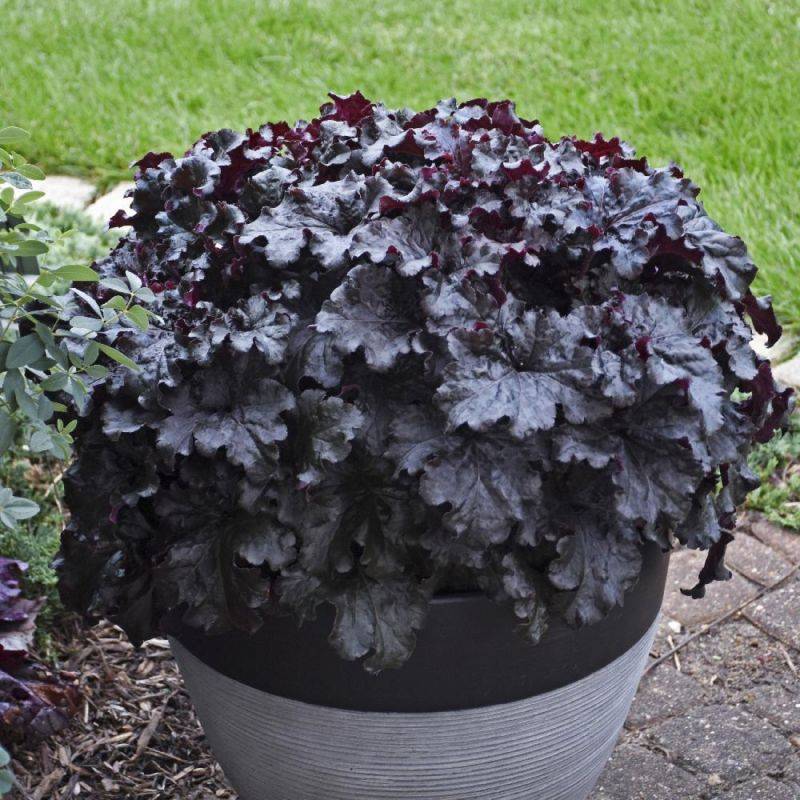 3 Heuchères 'Black Taffeta' (Heuchera) - Lot de 3 vivaces - Pépinières Naudet - Imagen 1