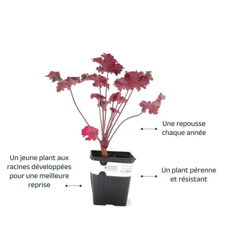 3 Heuchères 'Black Taffeta' (Heuchera) - Lot de 3 vivaces - Pépinières Naudet - Imagen 3