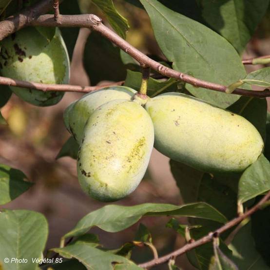Asimina Sunflower - Pawpaw Pot de 4L/5L